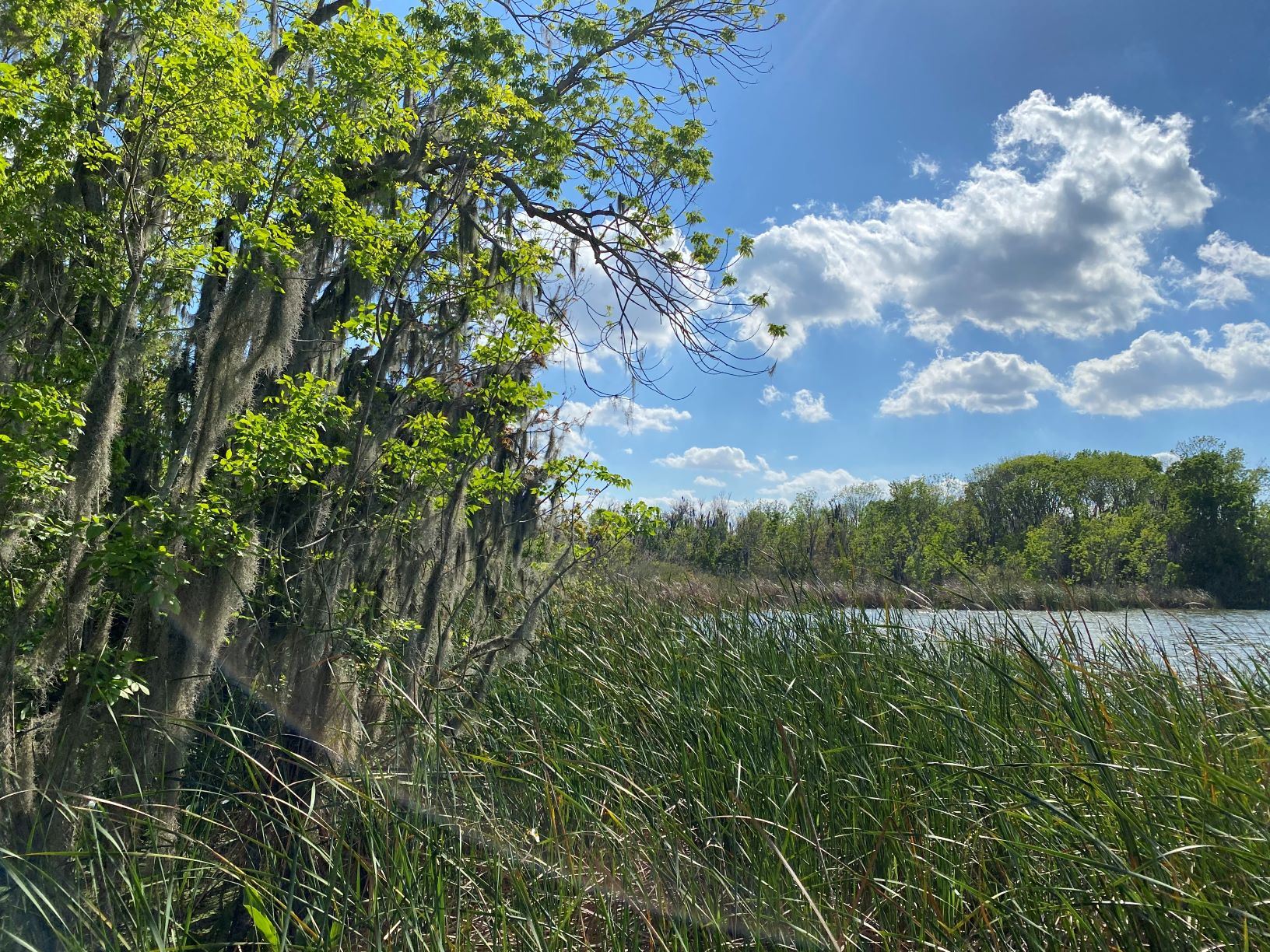 Oakland Nature Preserve - Lake Apopka