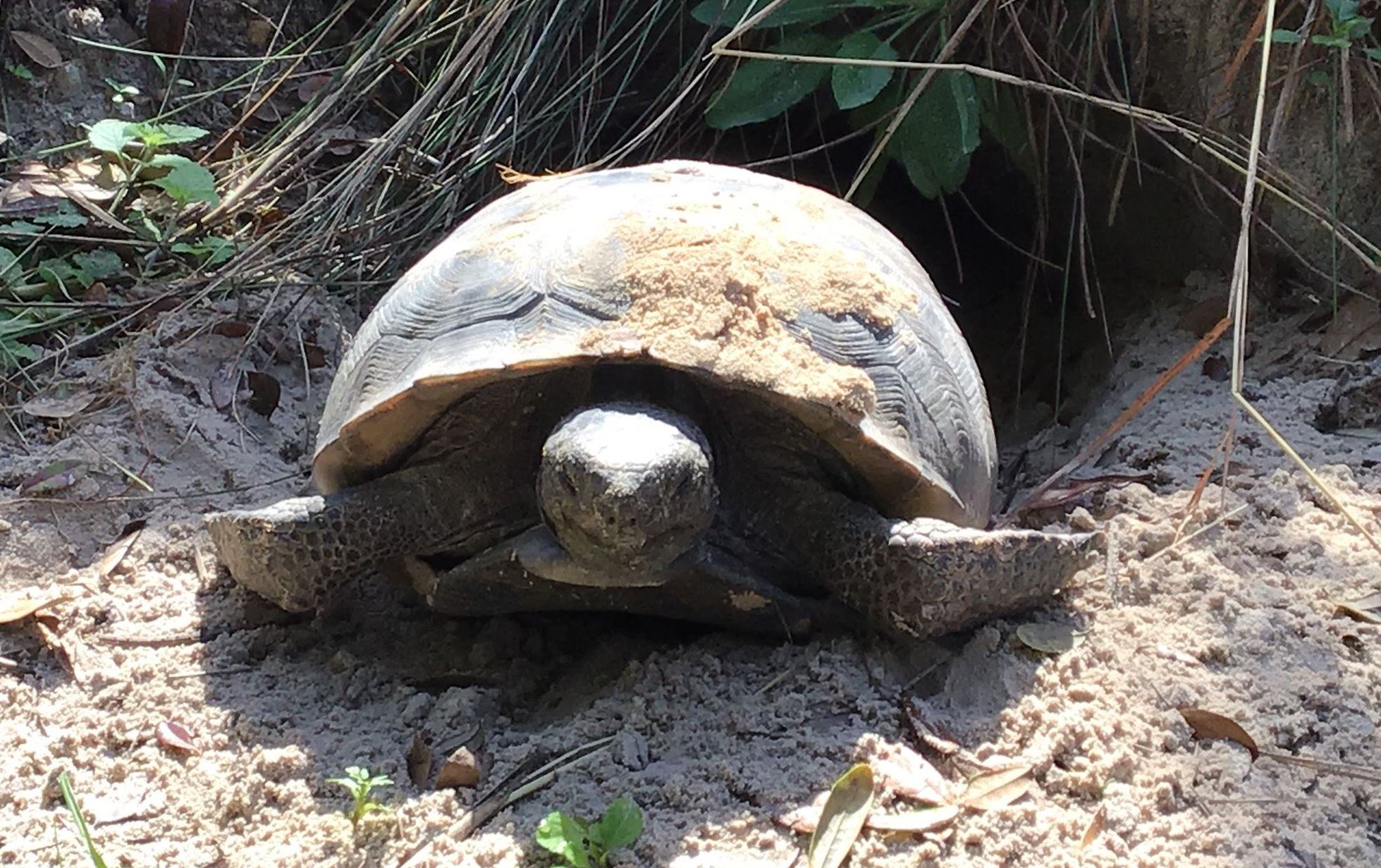 Friendly, ONP’s resident gopher tortoise